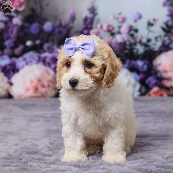 Paisley, Bich-Poo Puppy